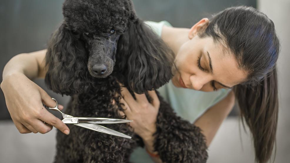 tijeras comprar para cortar el pelo a un perro? | Tijeras para